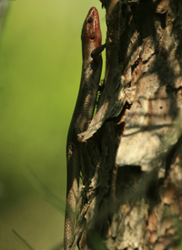 Common Five-lined Skink